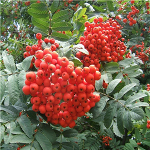 Sorbus aucuparia (Mountain Ash/Rowan)