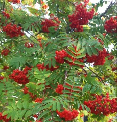 Sorbus aucuparia (Mountain Ash/Rowan)