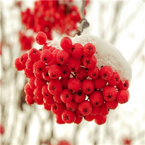 Sorbus Chinese Lace