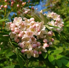 Sorbus cashmiriana