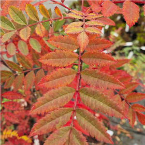 Sorbus henryi