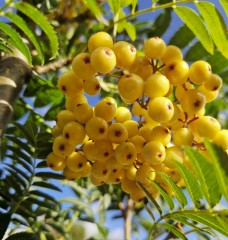 Sorbus aucuparia Josephs Rock