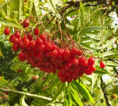 Sorbus commixta Olympic Flame