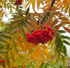 Sorbus commixta Olympic Flame