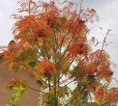 Sorbus commixta Olympic Flame