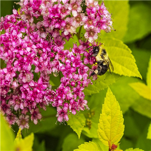 Spiraea Firelight