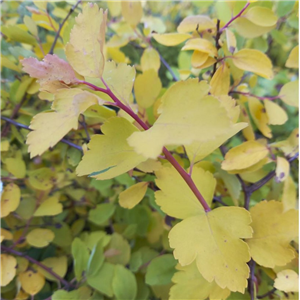 Spiraea x vanhoutei Gold Fountain.