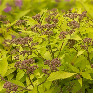 Spiraea japonica Golden Jack