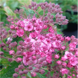 Spiraea japonica Crispa