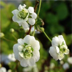 Spiraea prunifolia