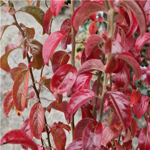 Spiraea prunifolia