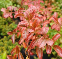 Spiraea prunifolia