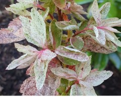 Spiraea x vanhoutei Pink Ice