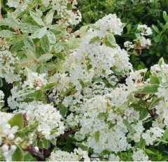 Spiraea x vanhoutei Pink Ice