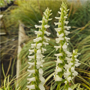 Spiranthes odorata Chads Form