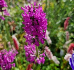 Stachys monieri Hummelo