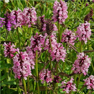 Stachys officinalis Rosea