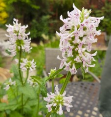 Stachys officinalis White Lightning