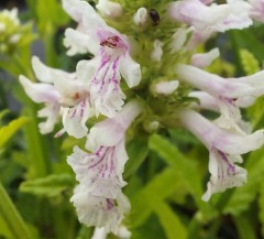 Stachys officinalis White Lightning