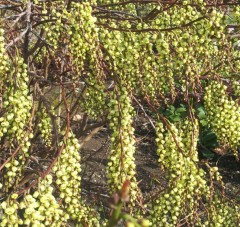 Stachyurus praecox