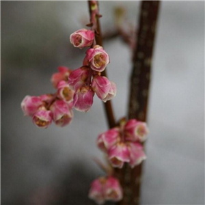 Stachyurus praecox Rubifolia