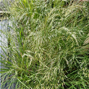 Stipa calamagrostis (Rough Feather Grass)