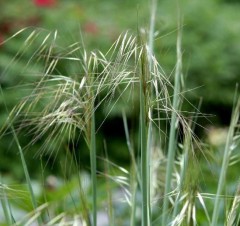 Stipa gigantea