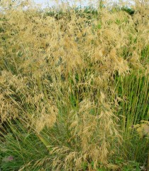 Stipa gigantea