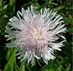 Stokesia laevis Alba