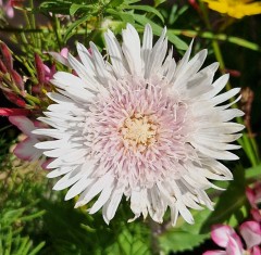 Stokesia laevis Alba