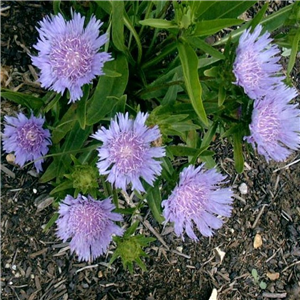 Stokesia laevis Klauss Jelitto