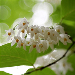 Styrax japonica