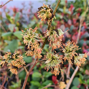 Sycoparrotia semidecidua