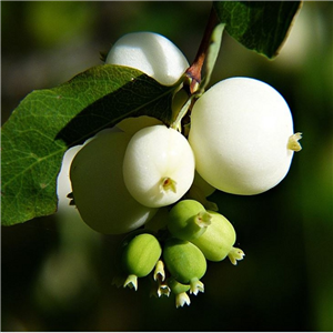 Symphoricarpos x doorenbosii White Hedger