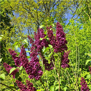 Syringa vulgaris Adelaide Dunbar