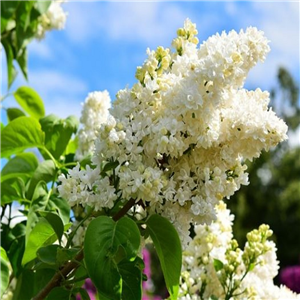 Syringa vulgaris Beauty of Moscow