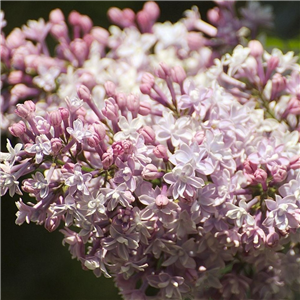 Syringa vulgaris Katherine Havermeyer