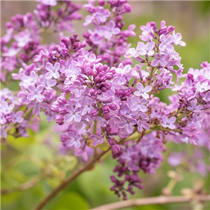 Syringa meyeri pink