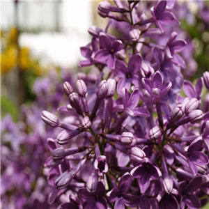 Syringa meyeri purple