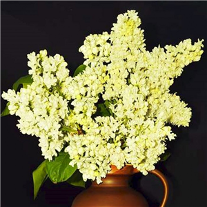 Syringa vulgaris Primrose