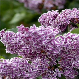 Syringa vulgaris Sensation