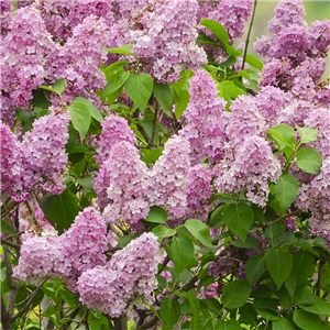 Syringa vulgaris Belle de Nancy