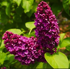 Syringa vulgaris Ludwig Spath