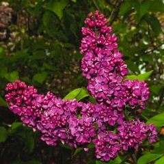 Syringa vulgaris Ludwig Spath