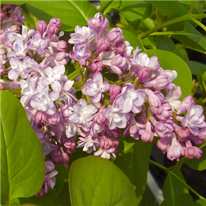 Syringa vulgaris Madame Antoine Buchner