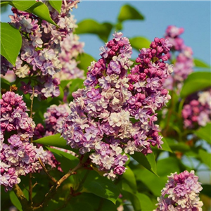 Syringa vulgaris Michel Buchner