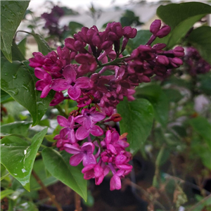 Syringa vulgaris Znamya Lenyna