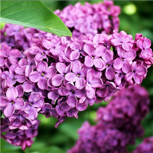 Syringa vulgaris Znamya Lenyna