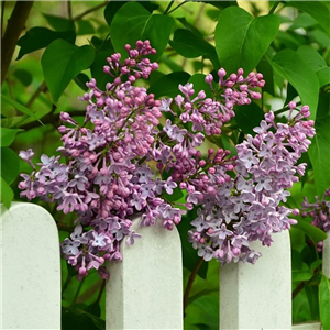 Syringa vulgaris