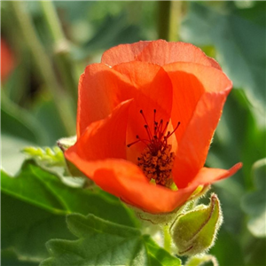 Sphaeralcea Newleaze Coral